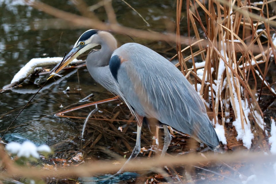 A heron catches a snack in Churchill Park during a balmy January day.