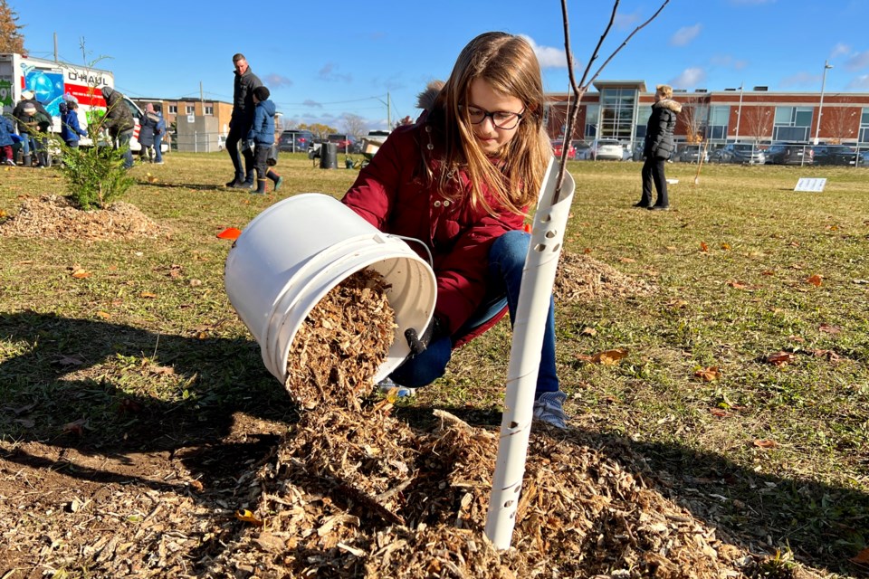 Grand View Public School student Anna Patus covers a newly planted tree with bark mulch as part of a microforest planting project at the school on Nov. 1.