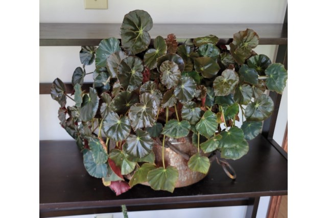 Begonia