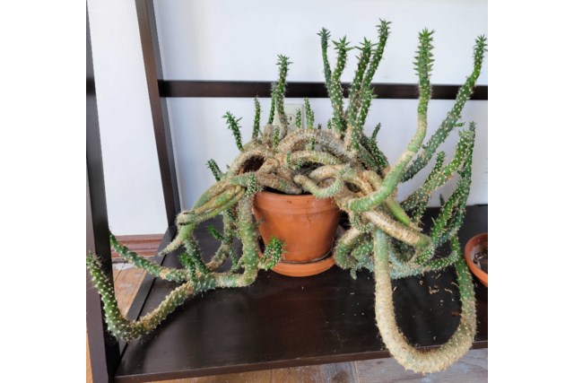 Cactus