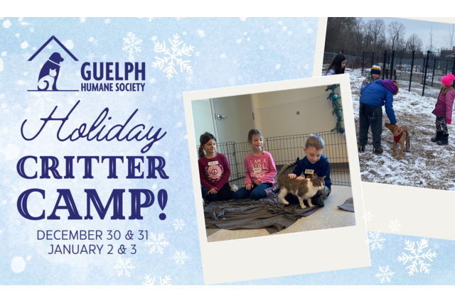 Holiday-Critter-Camp-Website-Banner