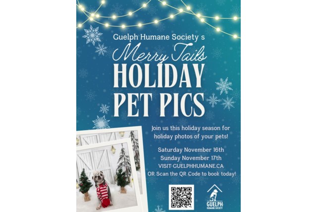 HOLIDAY PET PHOTOS