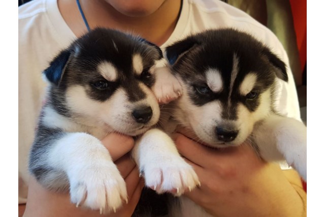 Ckc siberian husky cheap puppies for sale