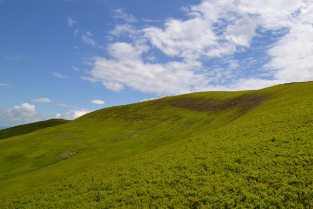 sky and grass