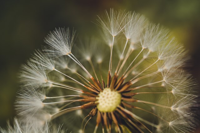 Dandelion