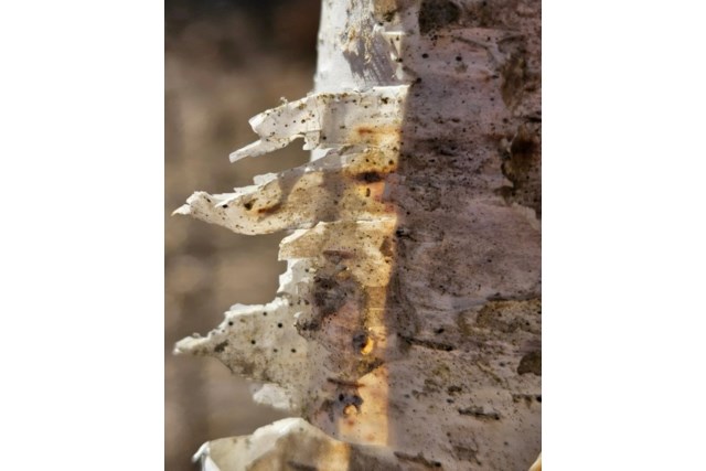 birch detail