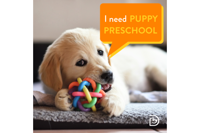 Puppy preschool