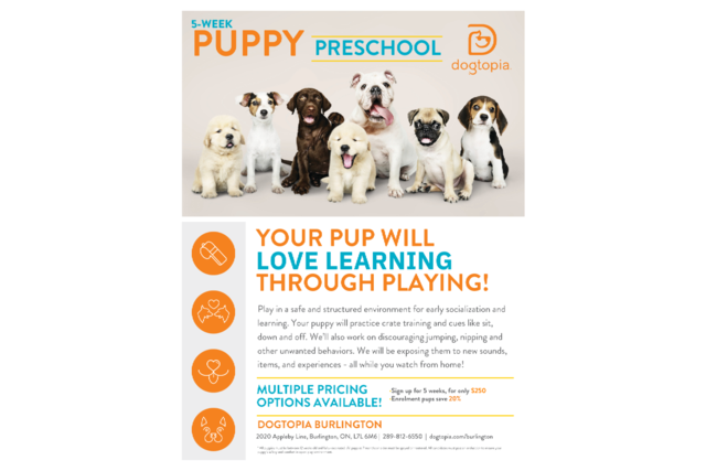 Dogtopia Burlington _Puppy Preschool Flyer (5 weeks).pdf