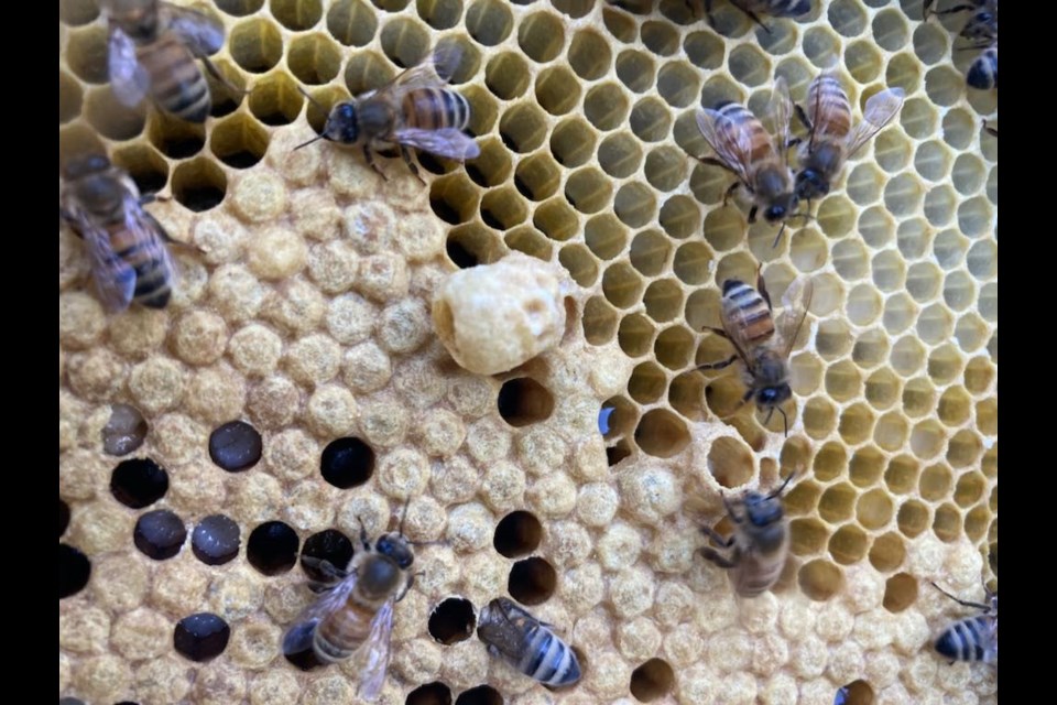 A queen bee larvae in a hive belonging to Roberts Creek resident Lisa Hillyer.