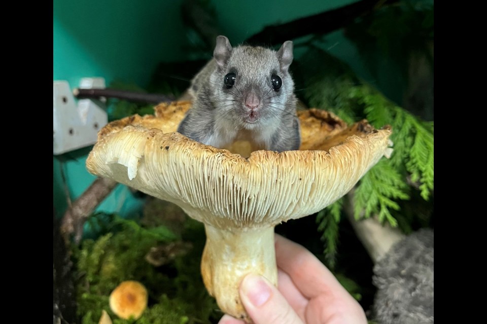 This is "after" photo of a flying squirrel after a stay at the rehab centre. (See the "before" photo next.)