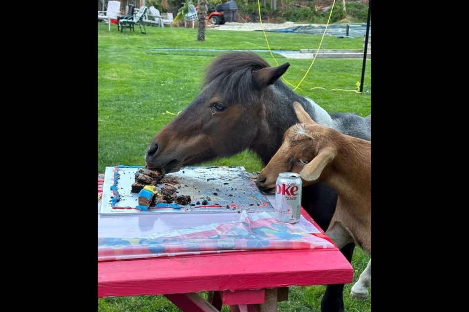 'Huckleberry' the fainting goat and best friend 'Stella' the miniature horse, share a birthday cake.