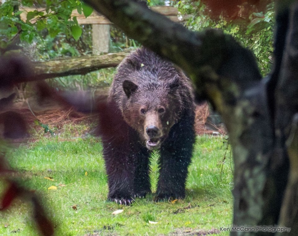 grizzly-eyes-ken-mccann