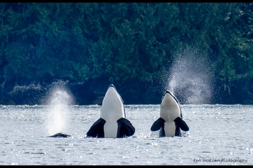 Photographer Ken McCann was in the right place at the right time June, 29,  to capture these orcas spy-hopping in Porpoise Bay in Sechelt Inlet. 