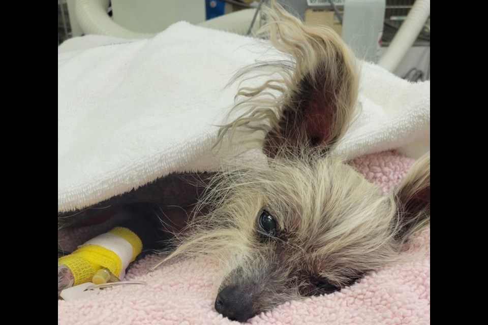 Hairless Chinese crested dog Lulu was missing for four days in Halfmoon Bay before being rescued. Unfortunately, she died in the early morning of June 27. 
