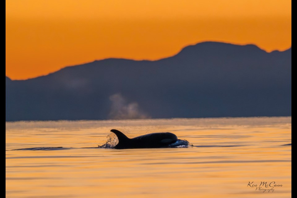 Ken McCann captured sunset shots of whales in the Mission Point area of Sechelt on Jan. 26. 