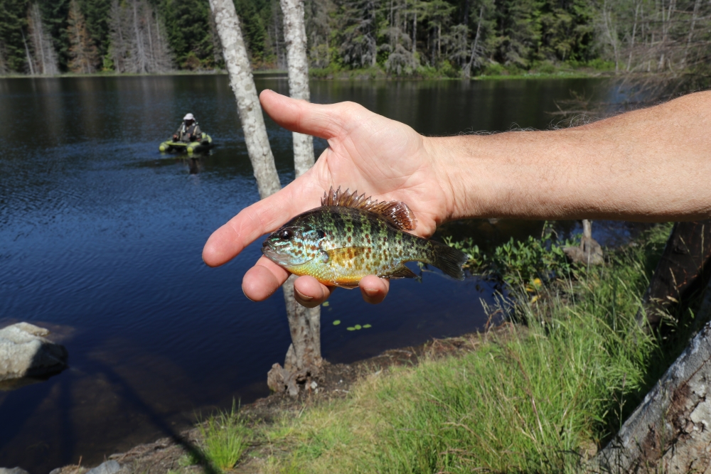 Letter: Containing sunfish spread critical to Coast watershed health -  Coast Reporter