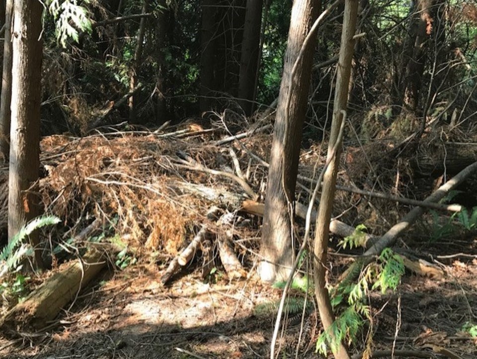 brambles-in-roberts-creek-campground