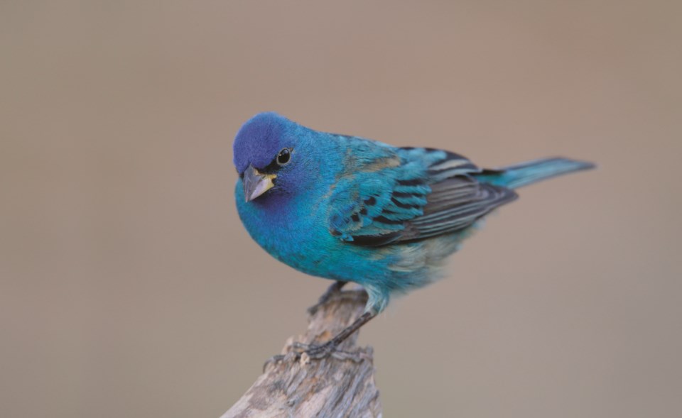 c-indigo-bunting-getty