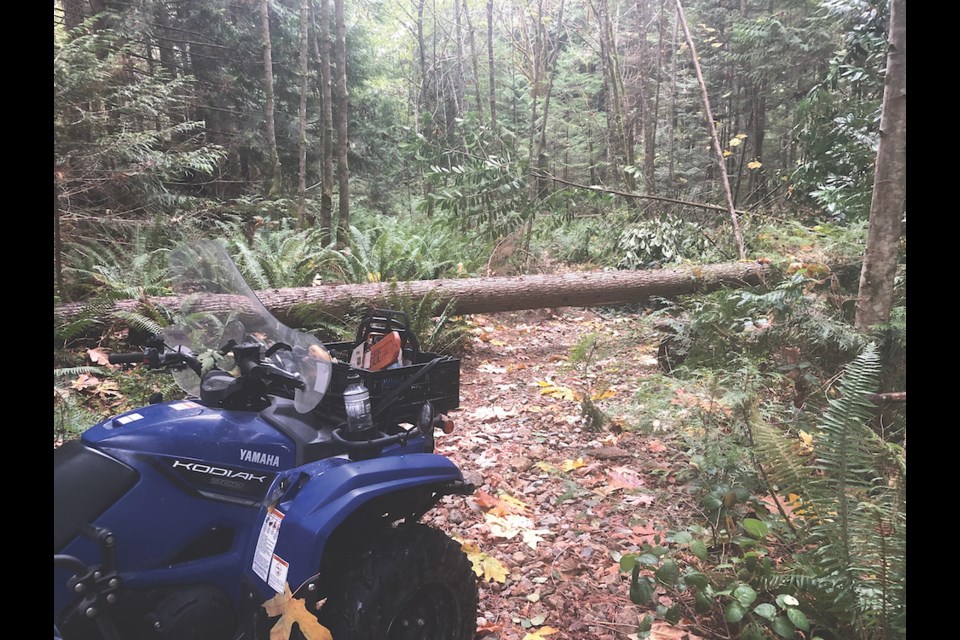 A downed log on a Sunshine Coast trail.