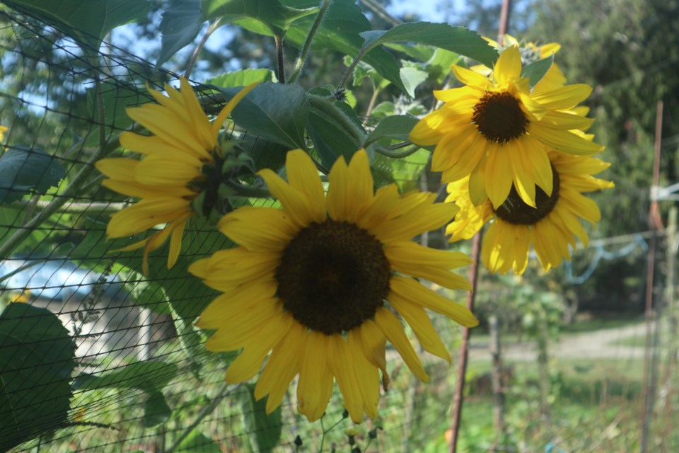 sunflowers-2024-pender