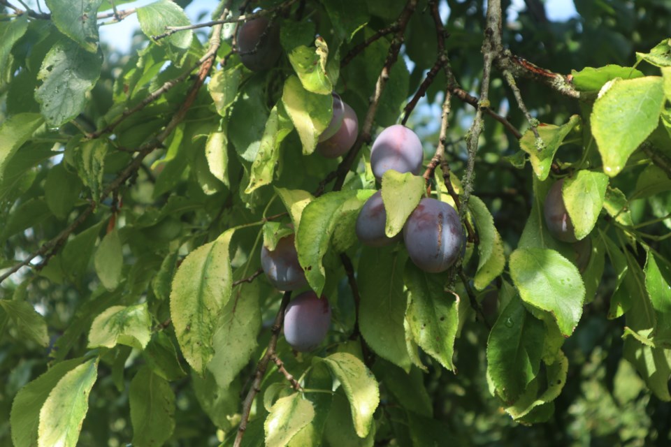 plums-aug-22-2024