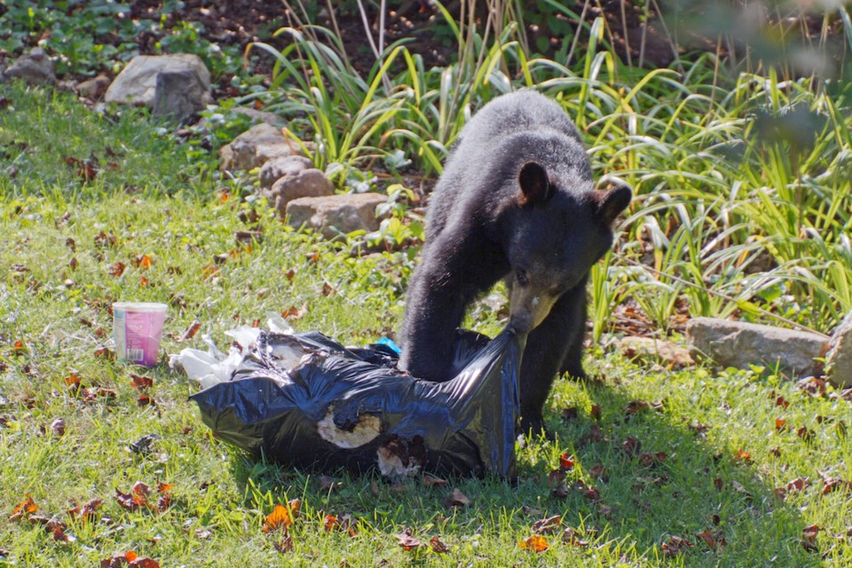 a-black-bear-tears-apart-a-residential-garbage-bag-it-stole-prior-to-eating-its-trash