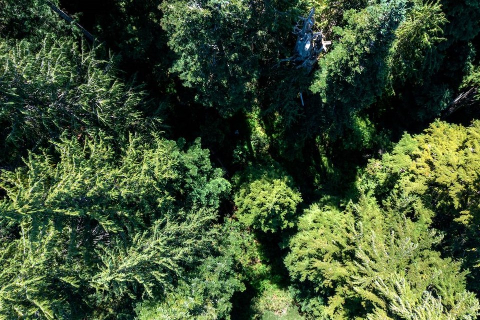 an-aerial-drone-shot-of-a-forest-at-dakota-ridge-near-sechelt-bc-canada