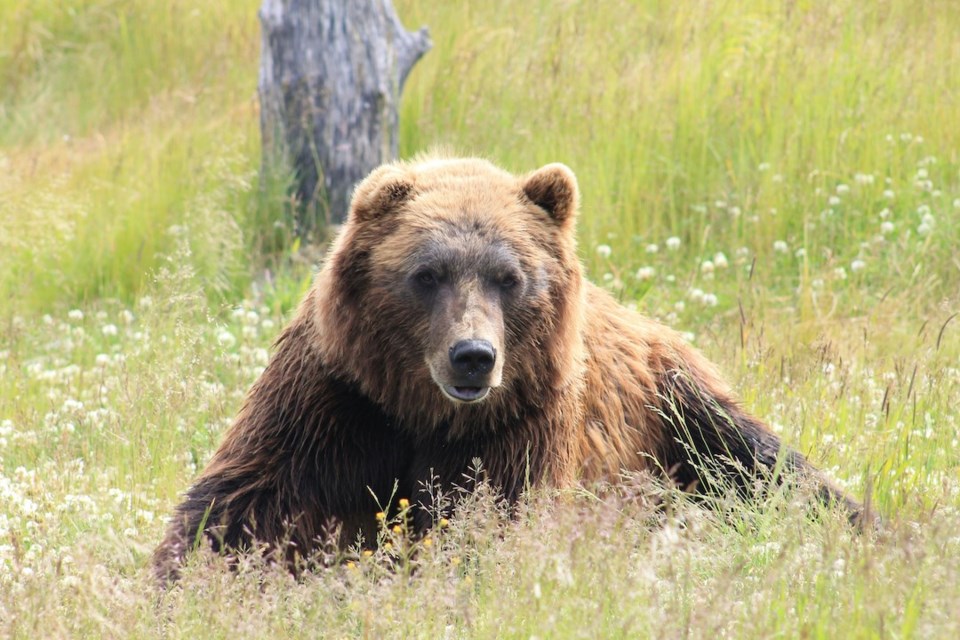 grizzly-bear-stock