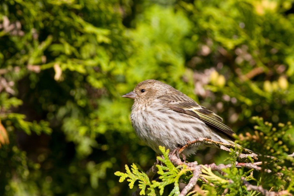 pine-siskin