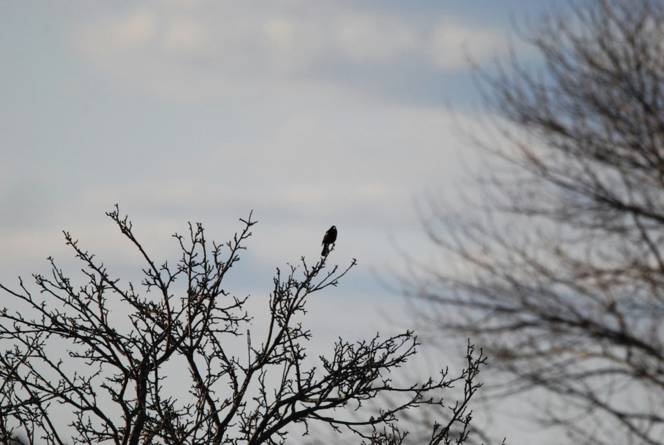 red-winged-blackbird