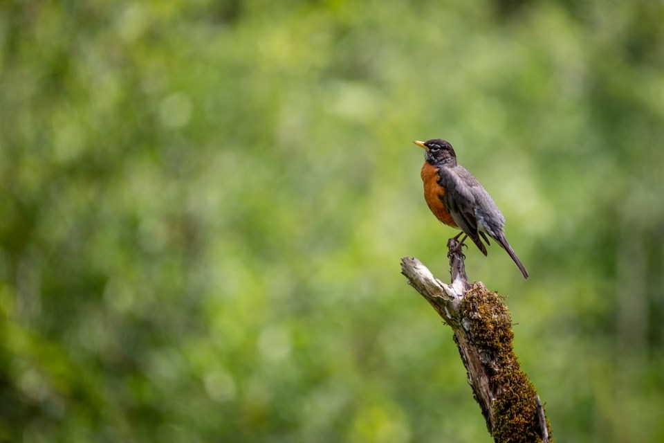 robin-on-a-branch