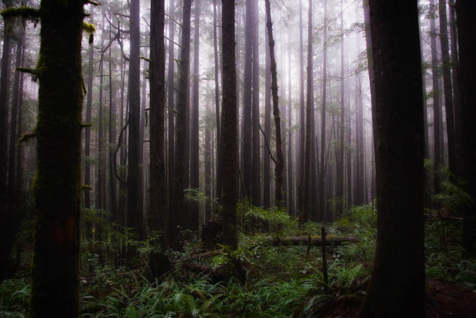 somewhere-along-the-juan-de-fuca-trail-near-sooke-british-columbia-on-a-rainy-day