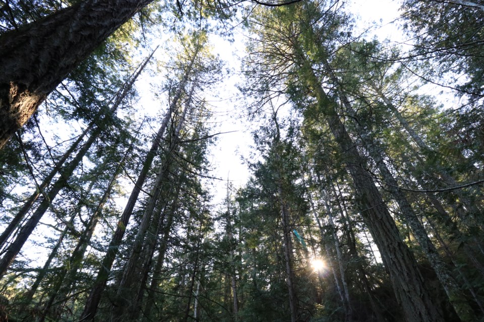 sun-through-trees-looking-up