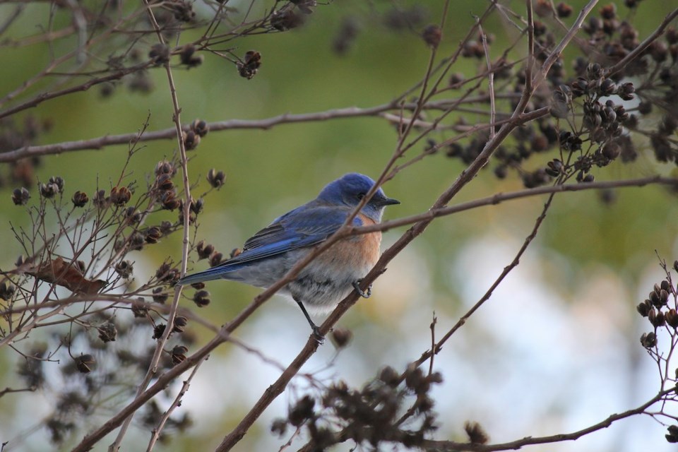 western-bluebird