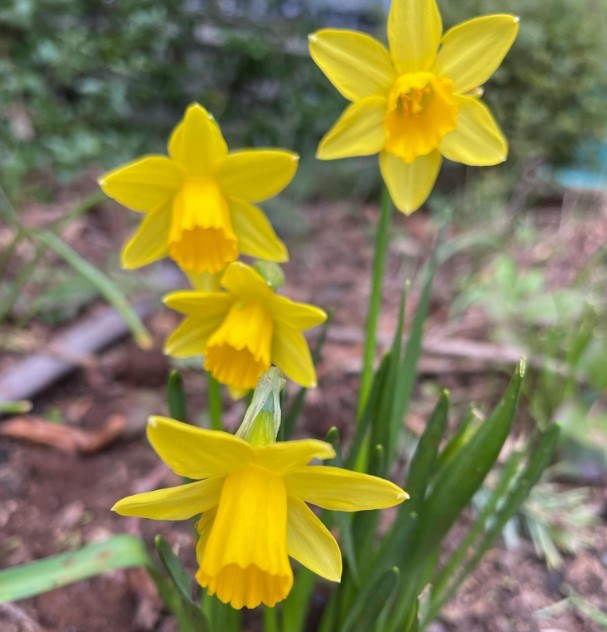 daffodil-crop