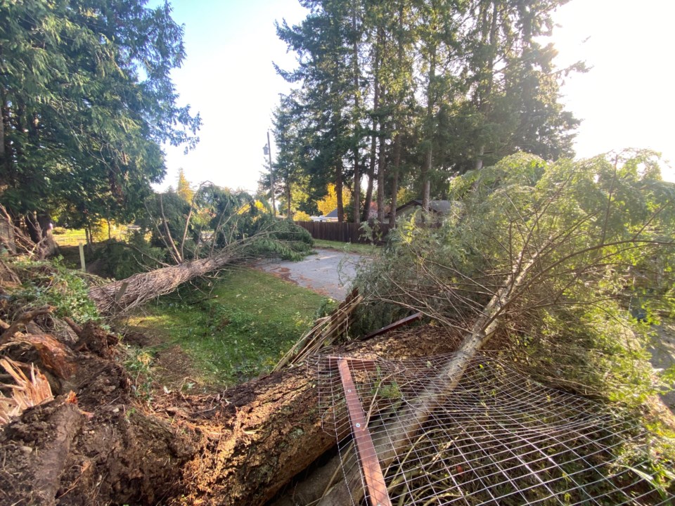 trees-fallen-across-the-road