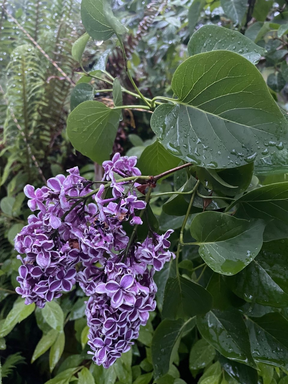 rain-on-lilacs