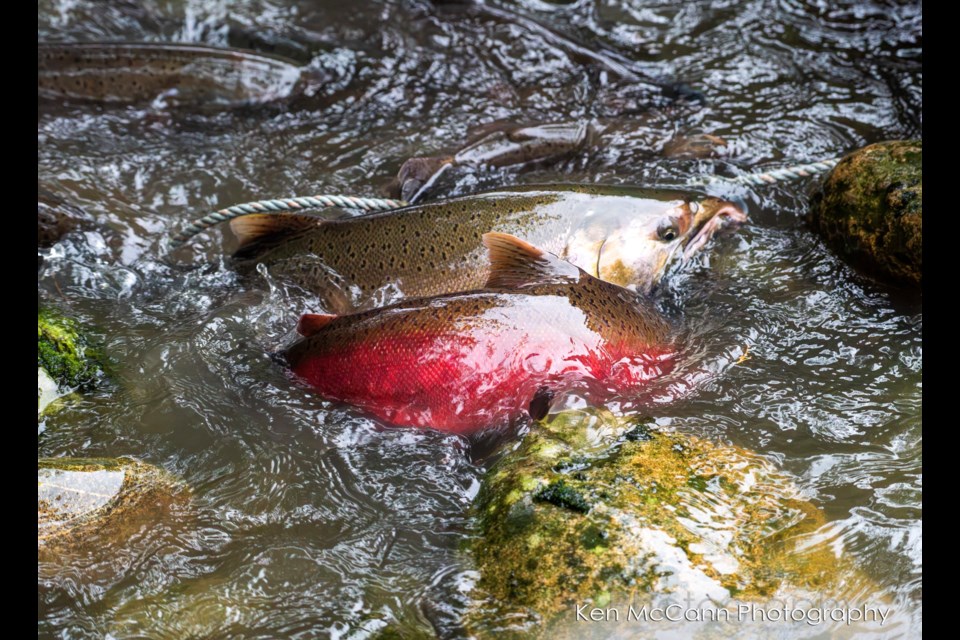 Conservation groups hope the weekend's storm didn't effect spawning salmon.