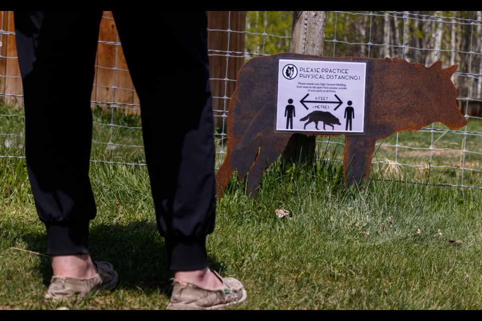 The Yamnuska Wolfdog Sanctuary open its gates for the first time in almost three months on Thursday (May 28) with new COVID-19 health protocols to keep visitors and staff safe. (Chelsea Kemp/The Cochrane Eagle)