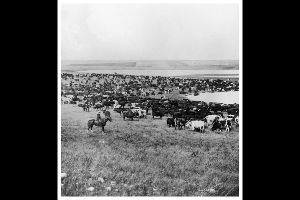 One of the last roundups in the area took place at Cochrane Lake in the early 1900s. (Photo Supplied/Stockmen's Memorial Foundation Library)