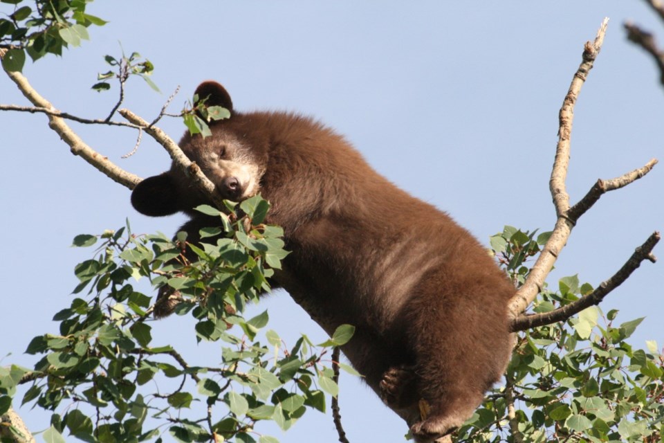 bear-nap