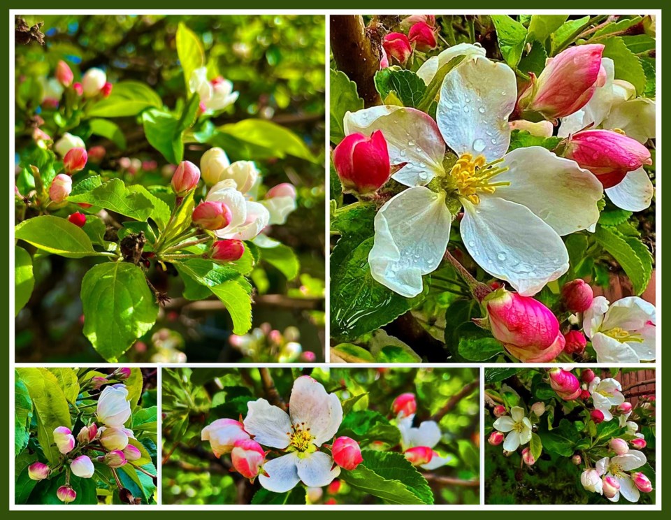 appleblossoms