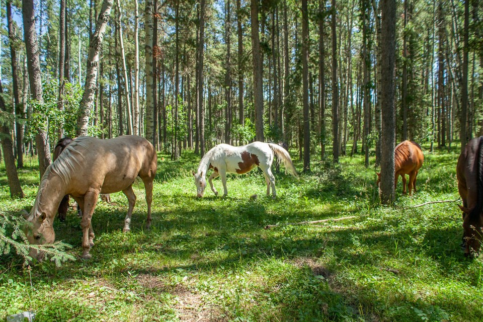 Image of a Bear Valley Rescue horses in the wild [credit: Cyndi Elliott at Sightemotion]