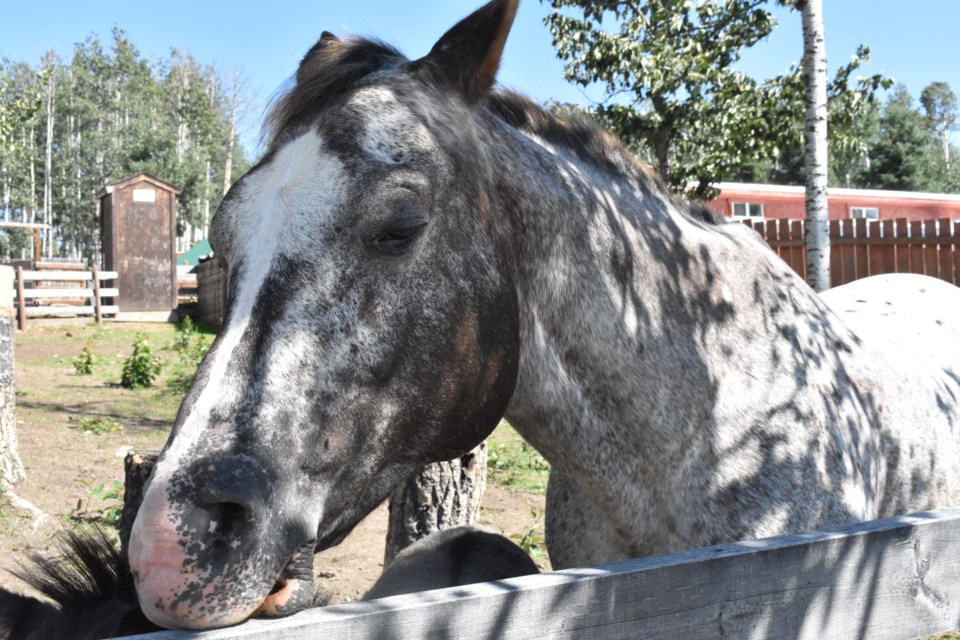 A close up view of one of the horses at the Bear Valley Rescue Open House in Sundre.