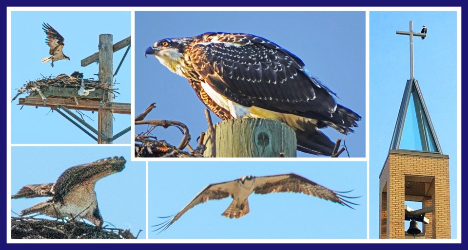 collage-cww220825-osprey-v4-e11-10x5e-frm