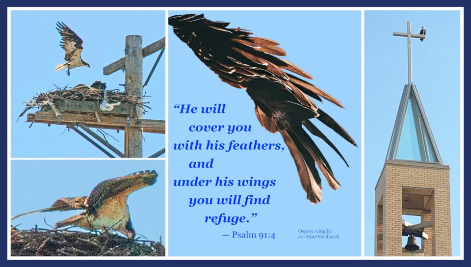 collage-cww240905-osprey-wing-blue-e11-8hx4hq-frm