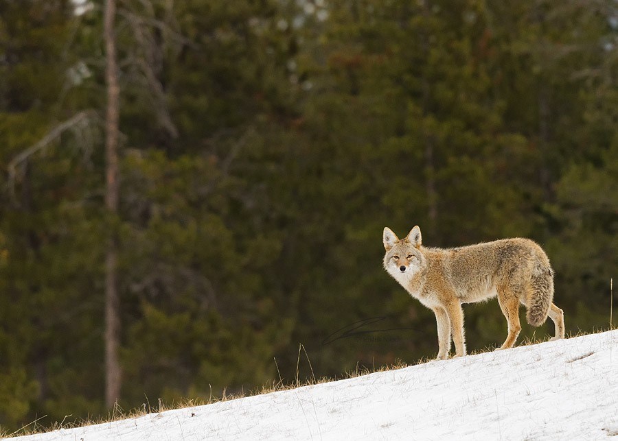 coyote