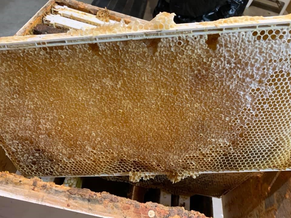 honey-crop