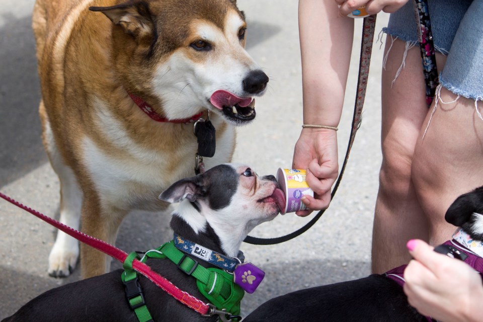 Canines conquered 4th Ave. with the return of the 2024 Pooch Patio Party on June 29.