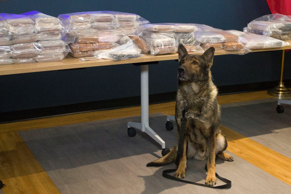 Eight-year-old police Canine Cairo with 68 kg of cocaine that was found by Alberta RCMP on a traffic stop on Oct. 23.